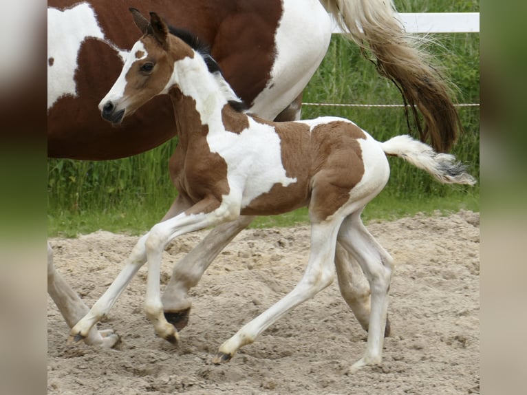 Weitere Warmblüter Stute  162 cm Schecke in Borgentreich