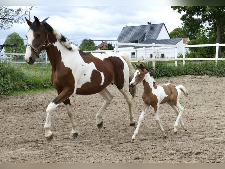 Weitere Warmblüter Stute  162 cm Schecke in Borgentreich