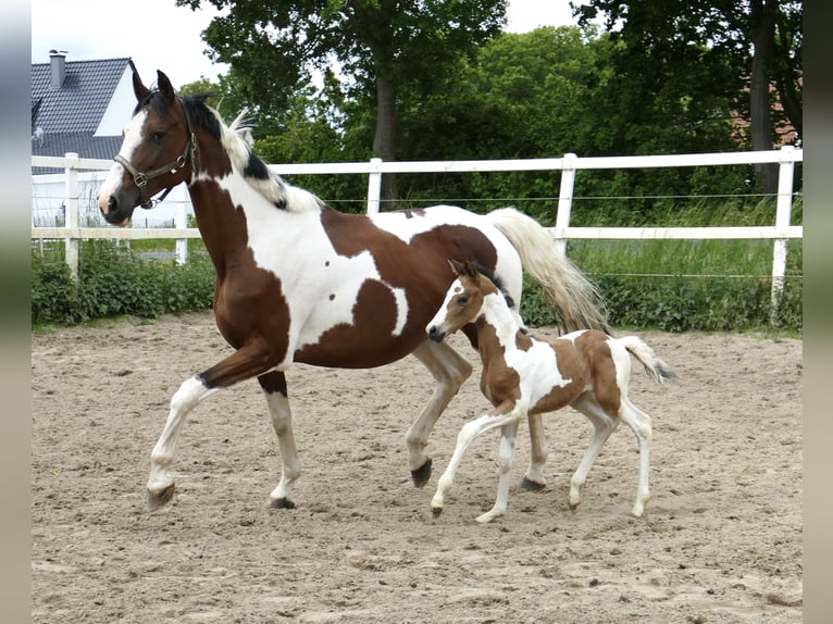 Weitere Warmblüter Stute  162 cm Schecke in Borgentreich