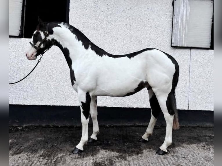Weitere Warmblüter Mix Stute Fohlen (06/2026) 163 cm Rotbrauner in Wales