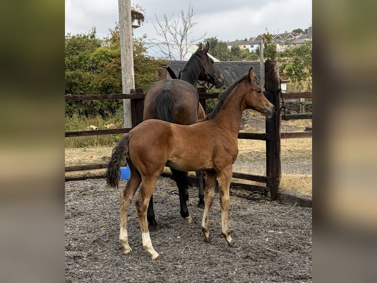 Weitere Warmblüter Mix Stute Fohlen (06/2026) 163 cm Rotbrauner in Wales