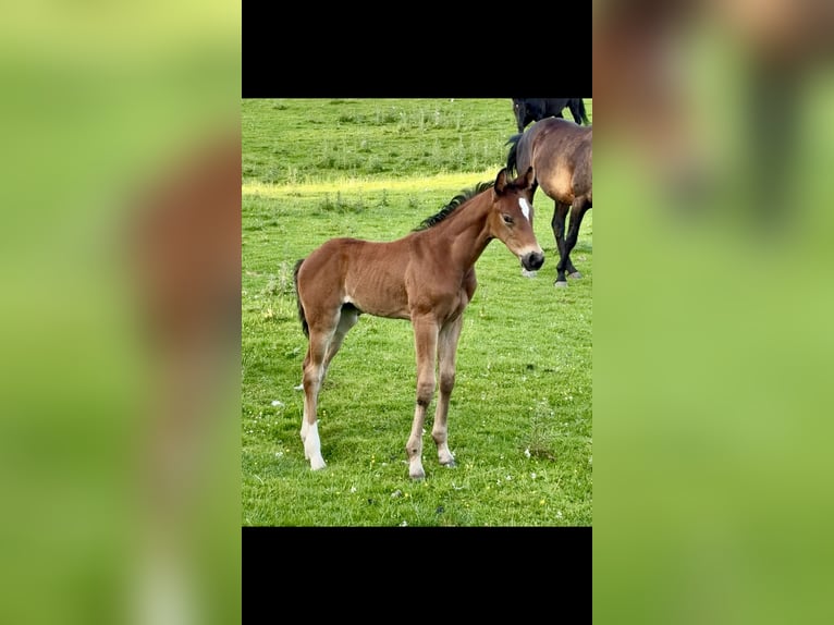 Weitere Warmblüter Mix Stute Fohlen (06/2026) 163 cm Rotbrauner in Wales