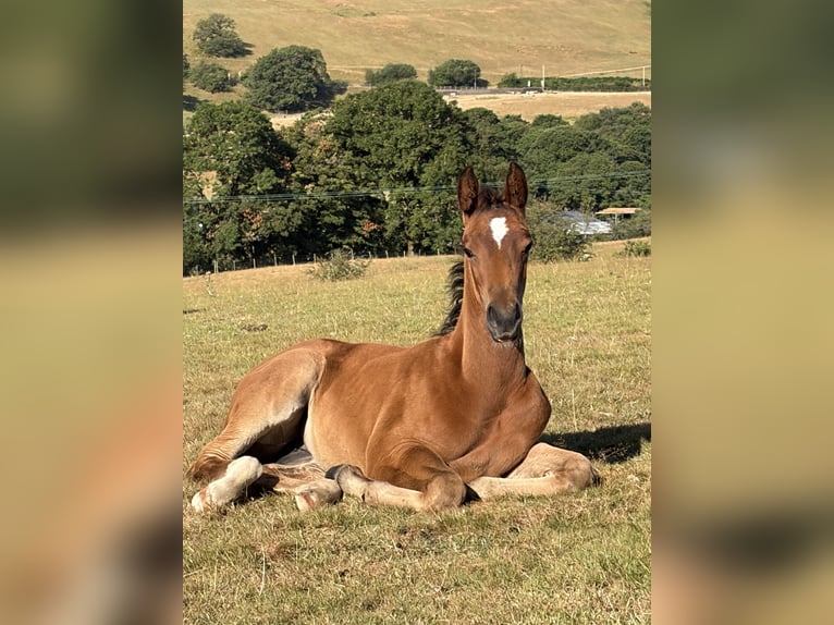 Weitere Warmblüter Mix Stute Fohlen (06/2026) 163 cm Rotbrauner in Wales