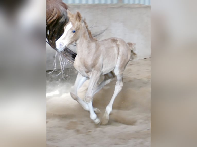 Weitere Warmblüter Stute Fohlen (02/2026) 167 cm Palomino in Borgentreich