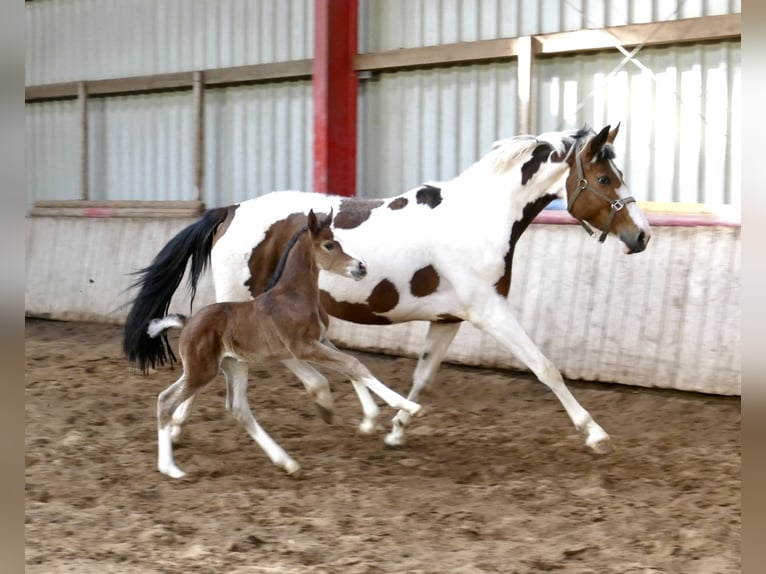 Weitere Warmblüter Stute Fohlen (03/2026) 168 cm Brauner in Borgentreich