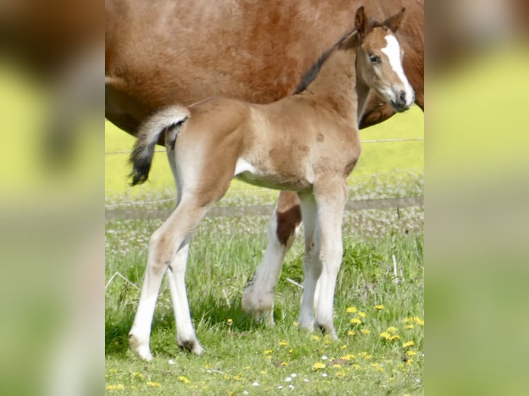 Weitere Warmblüter Stute Fohlen (04/2026) 168 cm Brauner in Borgentreich