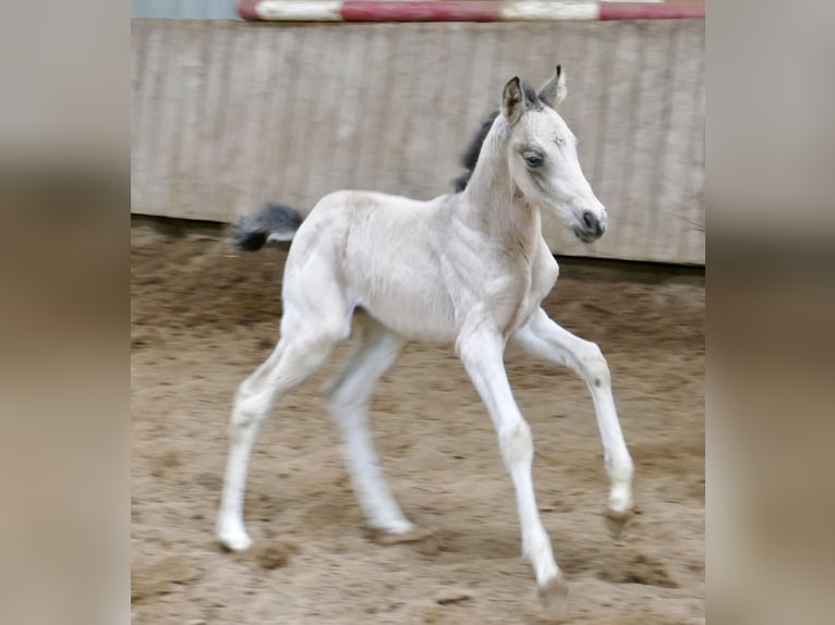 Weitere Warmblüter Stute Fohlen (04/2026) 168 cm Buckskin in Borgentreich