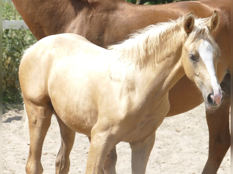 Weitere Warmblüter Stute  168 cm Palomino in Borgentreich