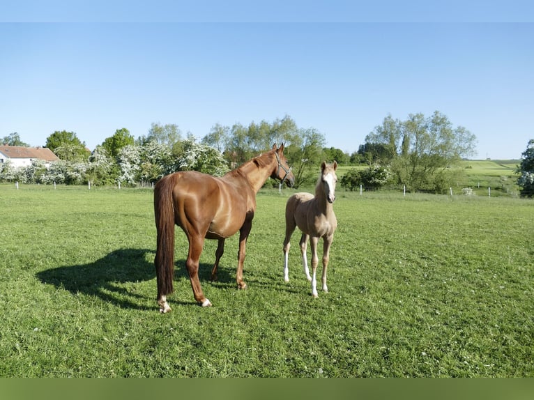 Weitere Warmblüter Stute  168 cm Palomino in Borgentreich