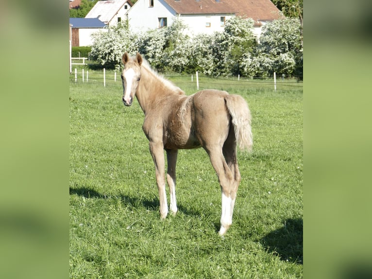 Weitere Warmblüter Stute  168 cm Palomino in Borgentreich