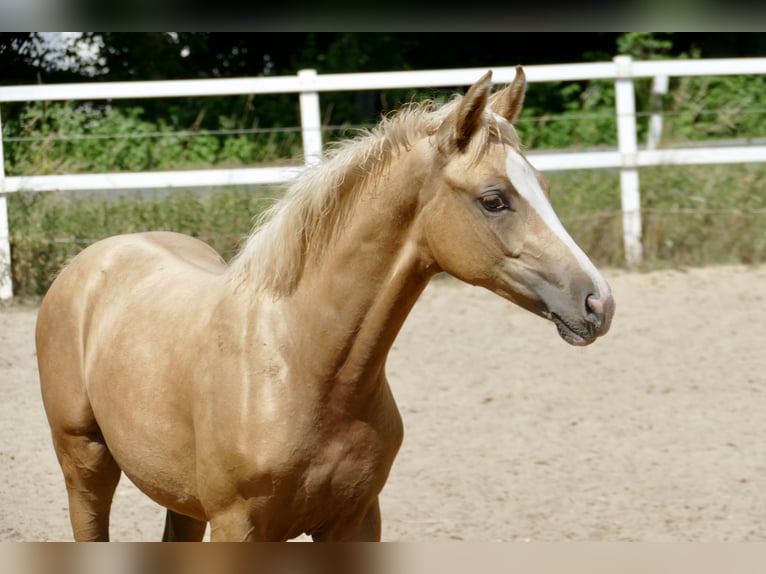 Weitere Warmblüter Stute  168 cm Palomino in Borgentreich