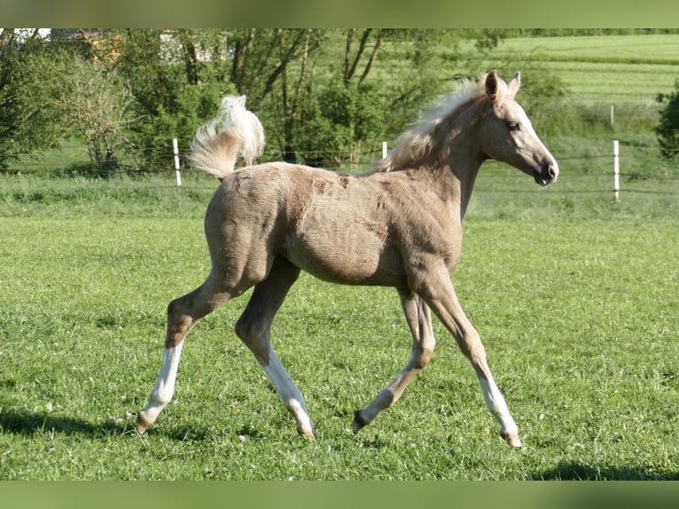 Weitere Warmblüter Stute  168 cm Palomino in Borgentreich