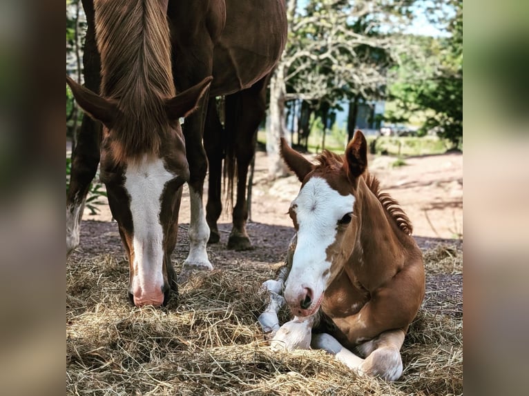 Weitere Warmblüter Stute Fohlen (06/2024) 168 cm Sabino in Holmestrand