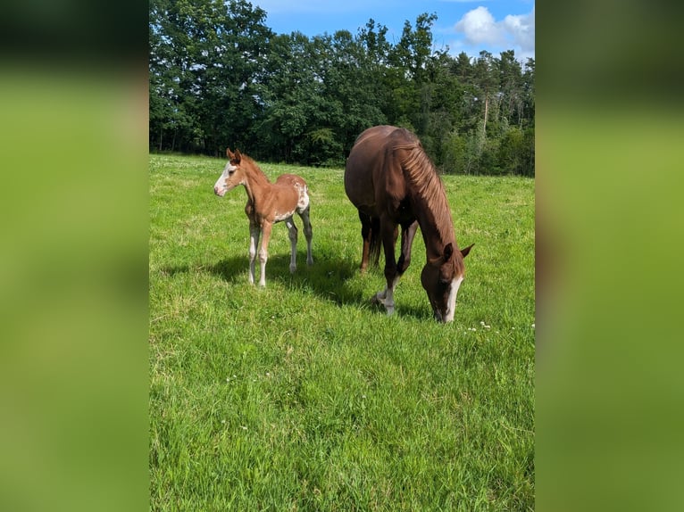 Weitere Warmblüter Stute Fohlen (06/2024) 168 cm Sabino in Holmestrand