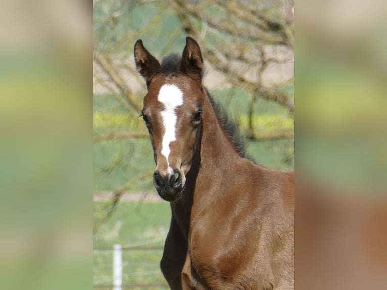 Weitere Warmblüter Stute Fohlen (04/2026) 170 cm Brauner in Borgentreich