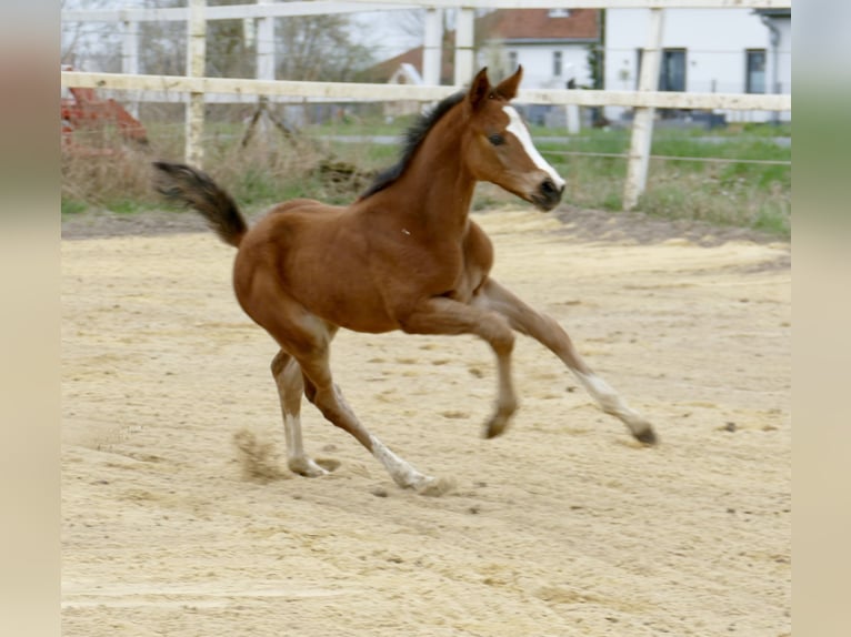 Weitere Warmblüter Stute Fohlen (04/2025) 170 cm Brauner in Borgentreich