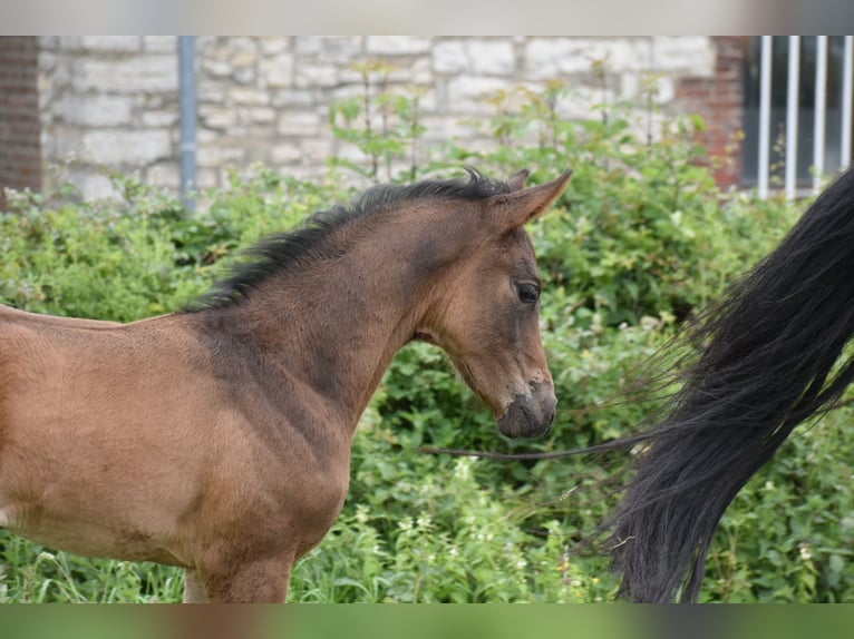 Weitere Warmblüter Stute  170 cm Dunkelbrauner in Aachen