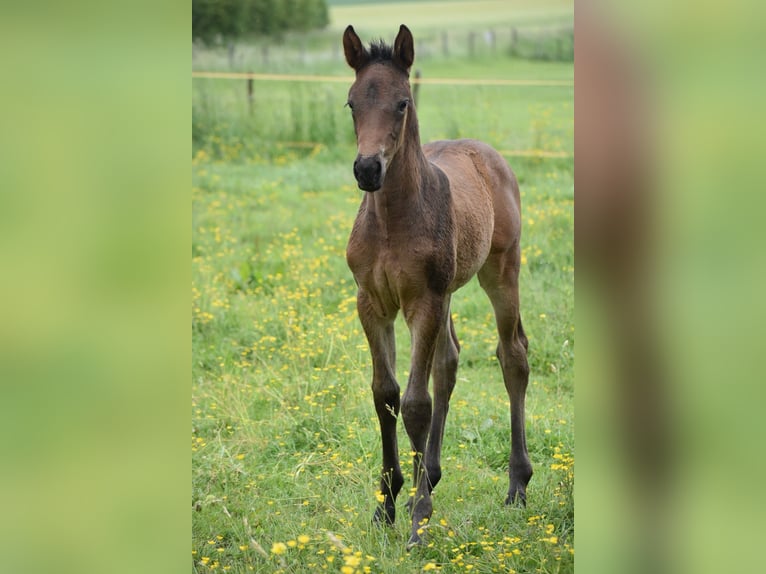 Weitere Warmblüter Stute  170 cm Dunkelbrauner in Aachen