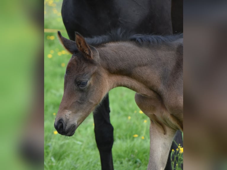 Weitere Warmblüter Stute  170 cm Dunkelbrauner in Aachen