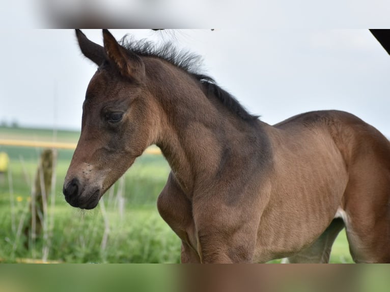 Weitere Warmblüter Stute  170 cm Dunkelbrauner in Aachen