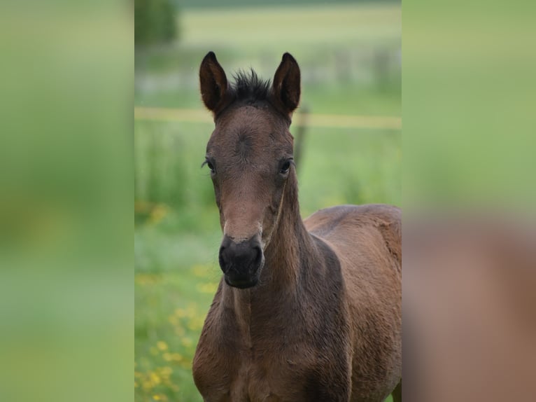 Weitere Warmblüter Stute  170 cm Dunkelbrauner in Aachen