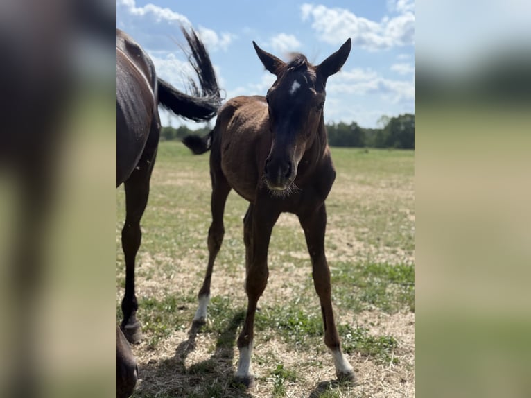 Weitere Warmblüter Stute Fohlen (03/2026) 170 cm Rappe in Soest