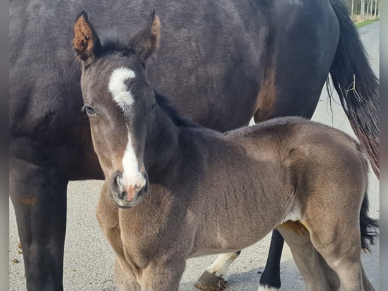 Weitere Warmblüter Stute Fohlen (03/2026) 170 cm Rappe in Wittmund