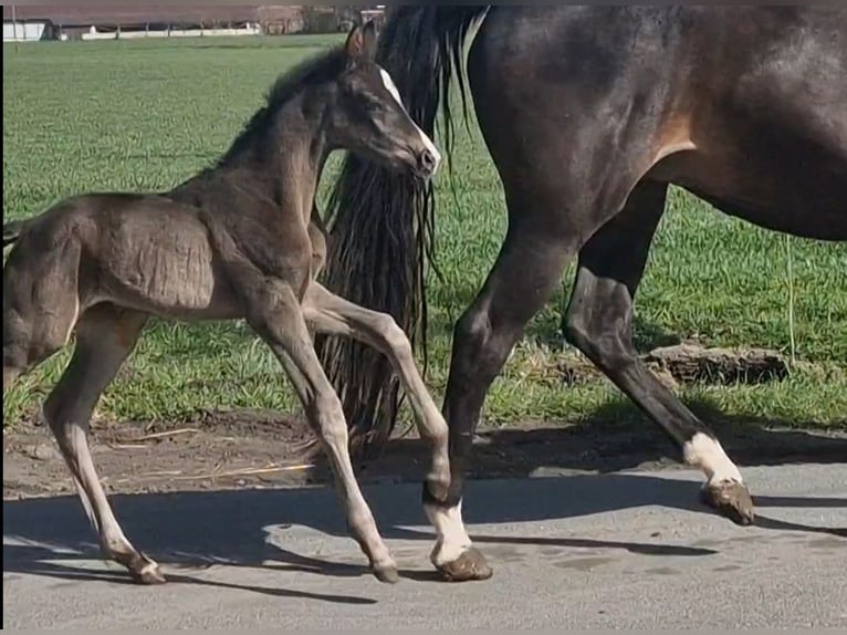 Weitere Warmblüter Stute Fohlen (03/2026) 170 cm Rappe in Wittmund