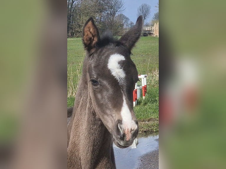 Weitere Warmblüter Stute Fohlen (03/2026) 170 cm Rappe in Wittmund