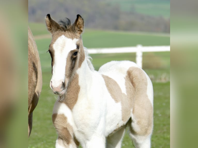 Weitere Warmblüter Stute Fohlen (03/2026) 170 cm Schecke in Borgentreich