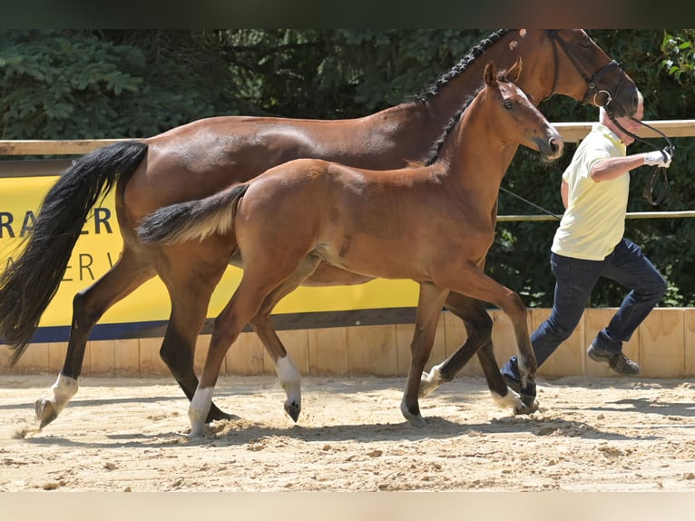 Weitere Warmblüter Stute Fohlen (03/2026) Brauner in Möttingen