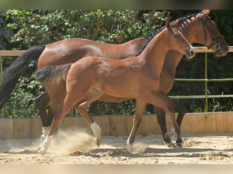 Weitere Warmblüter Stute Fohlen (03/2026) Brauner in Möttingen