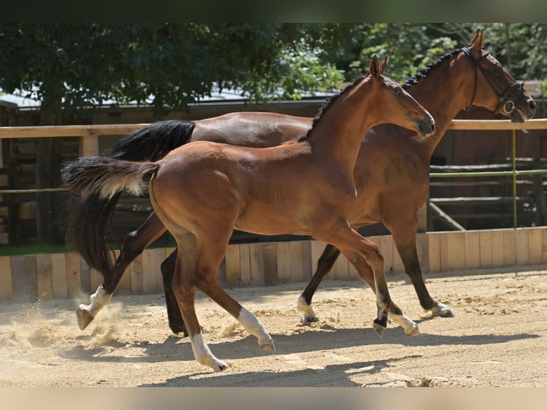 Weitere Warmblüter Stute Fohlen (03/2026) Brauner in Möttingen
