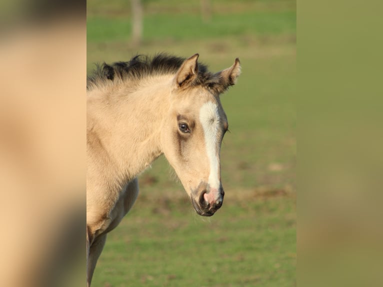 Weitere Warmblüter Stute Fohlen (03/2025) Buckskin in Hamminkeln