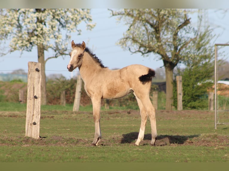 Weitere Warmblüter Stute Fohlen (03/2025) Buckskin in Hamminkeln