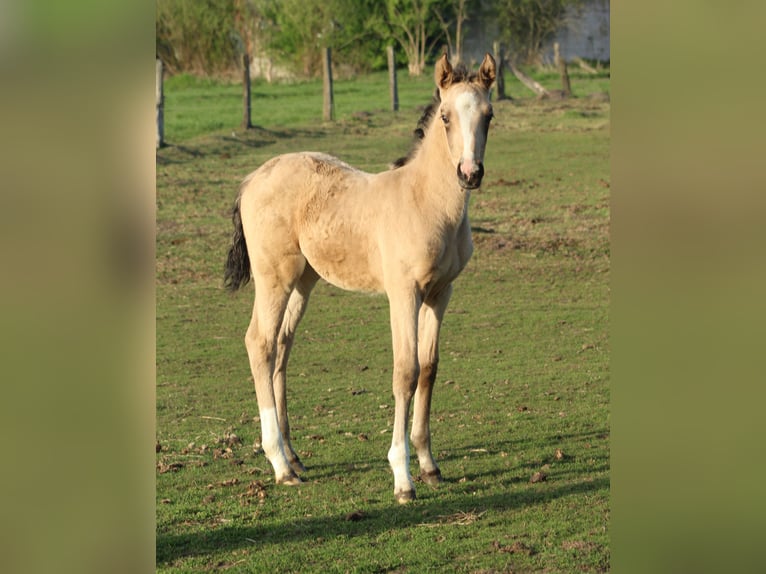 Weitere Warmblüter Stute Fohlen (03/2025) Buckskin in Hamminkeln