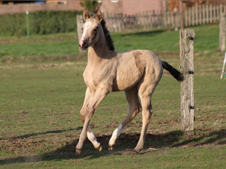 Weitere Warmblüter Stute Fohlen (03/2025) Buckskin in Hamminkeln