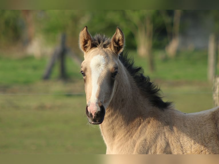 Weitere Warmblüter Stute Fohlen (03/2025) Buckskin in Hamminkeln