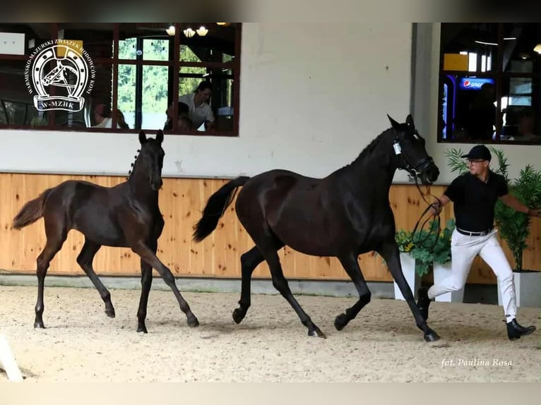 Weitere Warmblüter Stute Fohlen (04/2025) Dunkelbrauner in Bartoszyce