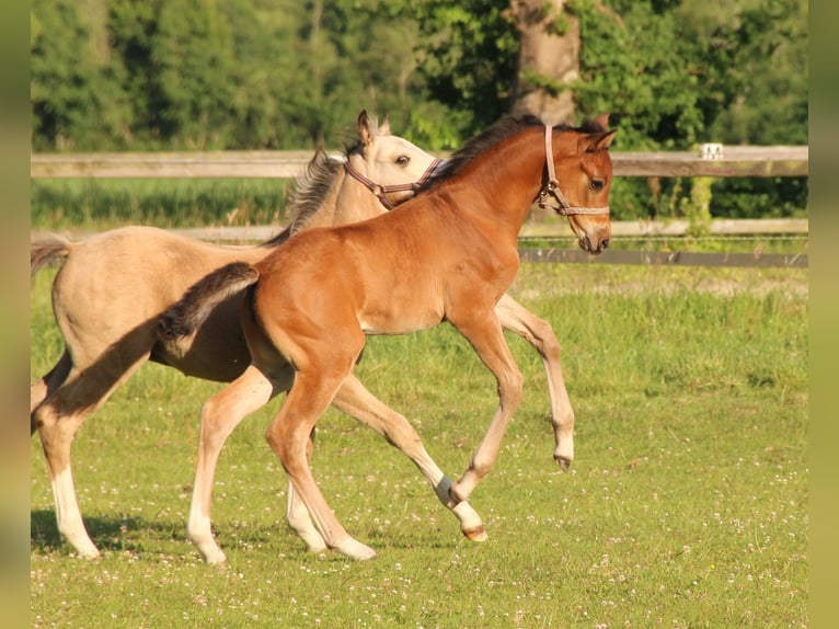 Weitere Warmblüter Stute  in Friedeburg Reepsholt, Hoheesche