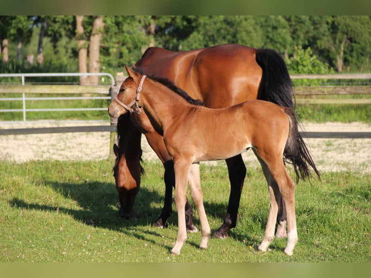 Weitere Warmblüter Stute  in Friedeburg Reepsholt, Hoheesche