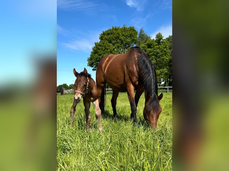 Weitere Warmblüter Stute  in Friedeburg Reepsholt, Hoheesche