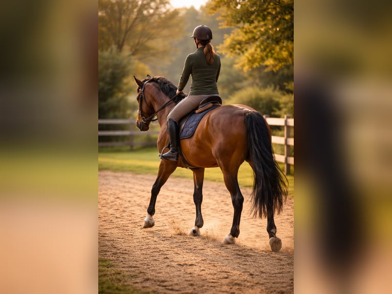 Weitere Warmblüter Unbekannt 10 Jahre  in Reutlingen