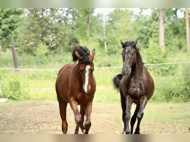 Weitere Warmblüter Mix Unbekannt 1 Jahr  in Drosendorf