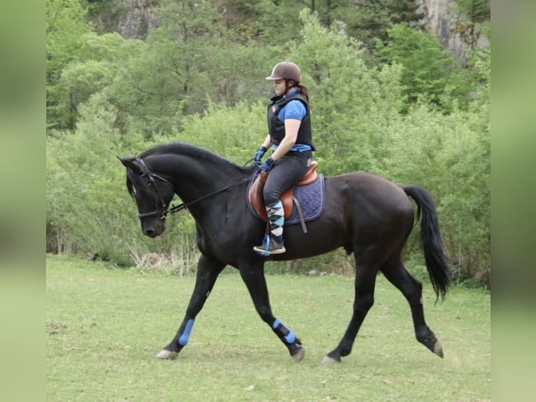 Weitere Warmblüter Mix Unbekannt 1 Jahr  in Drosendorf