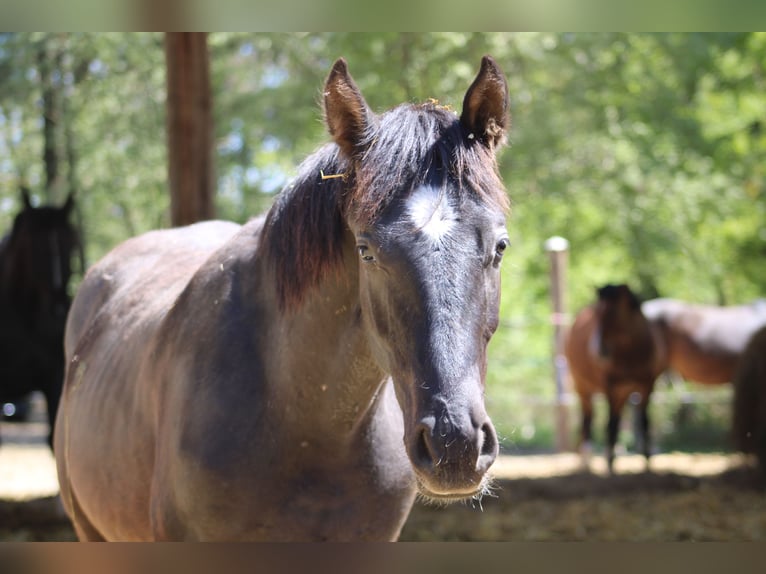 Weitere Warmblüter Mix Unbekannt 1 Jahr  in Drosendorf