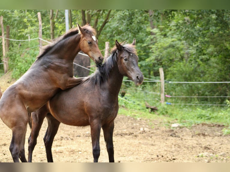 Weitere Warmblüter Mix Unbekannt 1 Jahr  in Drosendorf