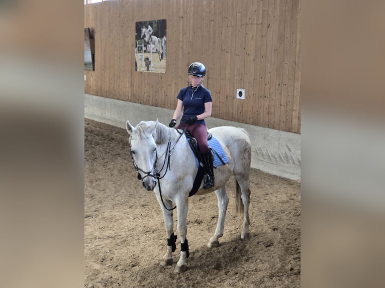 Weitere Warmblüter Unbekannt Fohlen (01/2026)  in Saalfeld