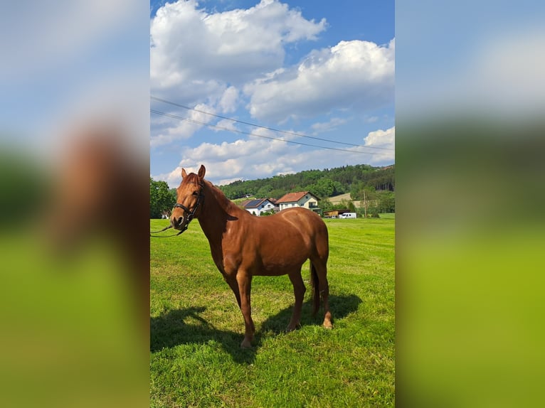 Weitere Warmblüter Wallach 10 Jahre 150 cm Fuchs in Rainbach im Innkreis