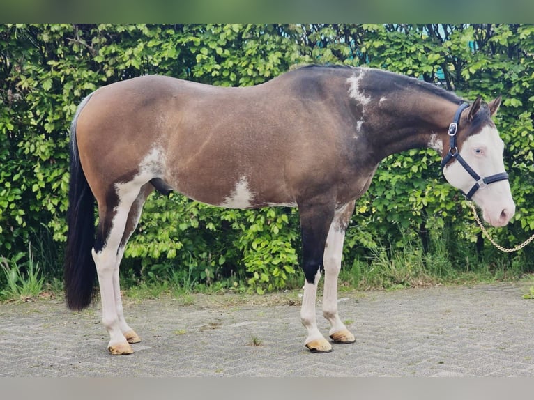 Weitere Warmblüter Wallach 10 Jahre 154 cm Overo-alle-Farben in Someren